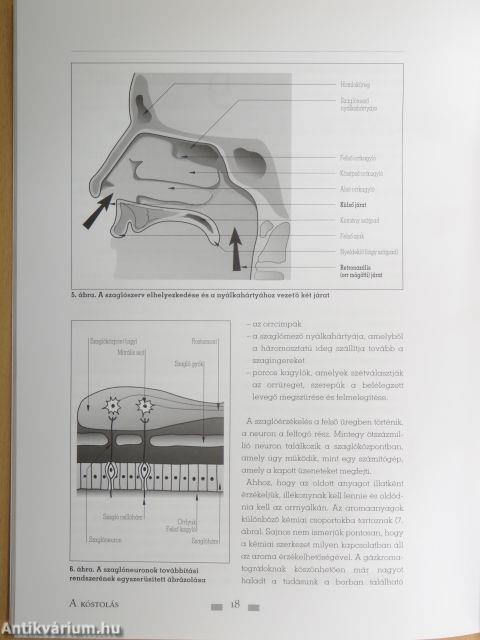 A kóstolás