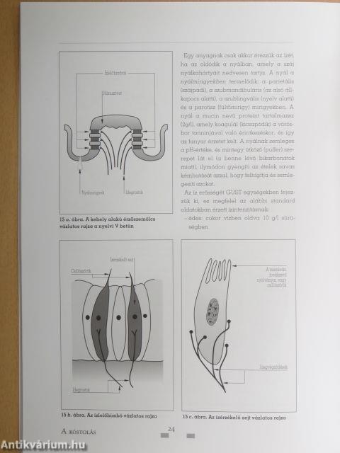 A kóstolás