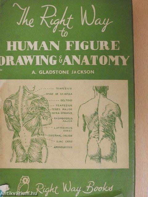 The Right Way to Human Figure Drawing and Anatomy