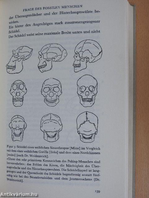 Das Auftreten des Menschen