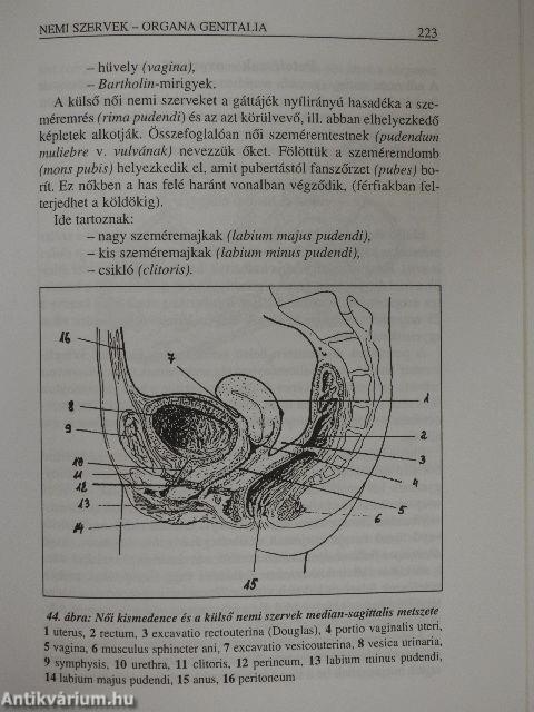 Funkcionális anatómia