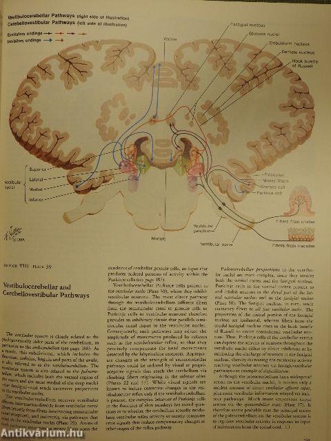 Nervous System I-II.