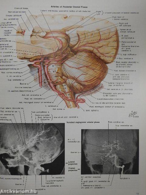 Nervous System I-II.