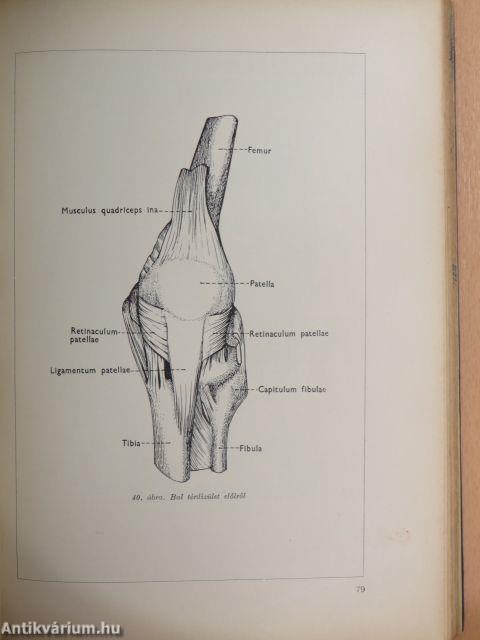 Az ember anatómiája és élettana