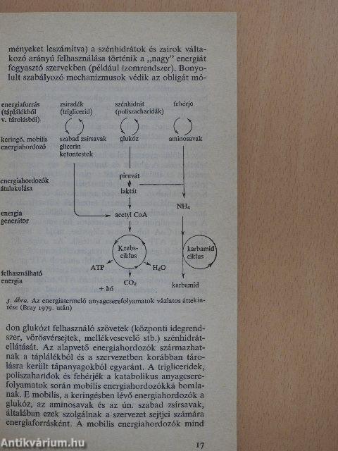 Az elhízás kórélettana