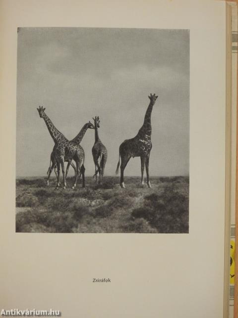 Érdekességek az állatvilágban