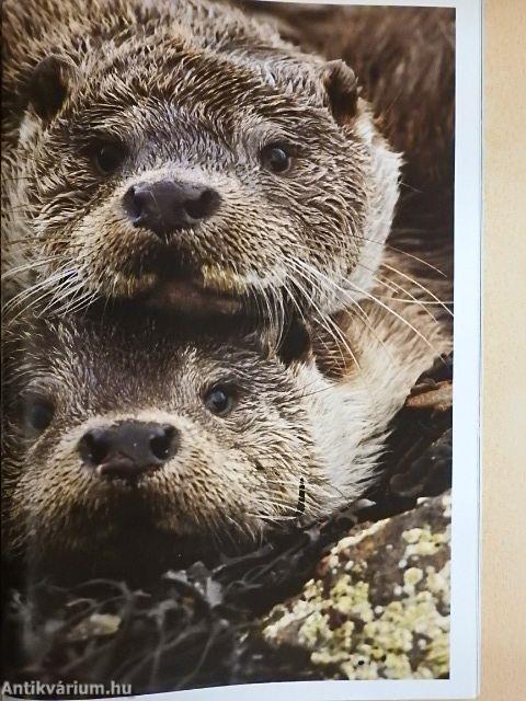 National Geographic Magyarország 2013. május