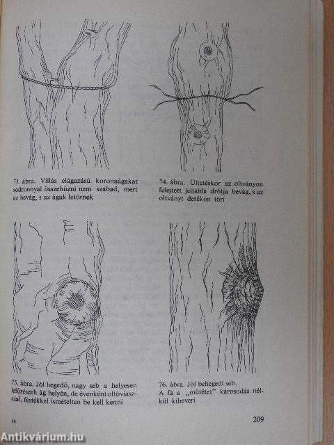 Gyümölcstermesztés házi-háztáji kertekben