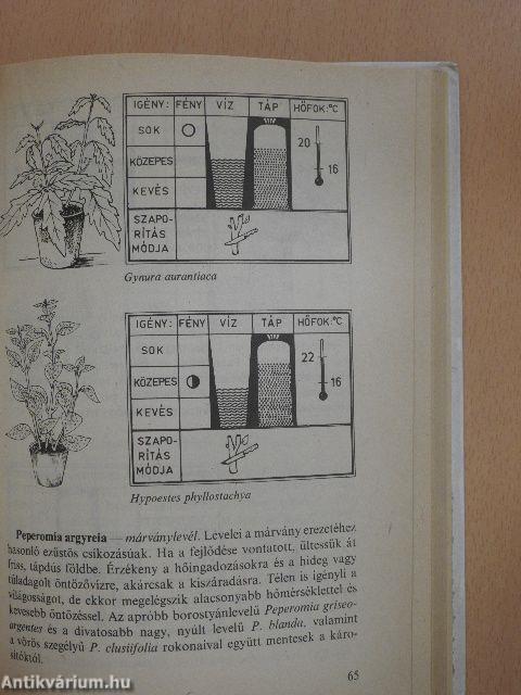 Válaszok szobanövény-kedvelők kérdéseire