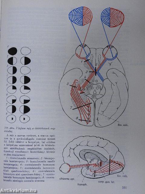 A klinikai neurologia alapjai