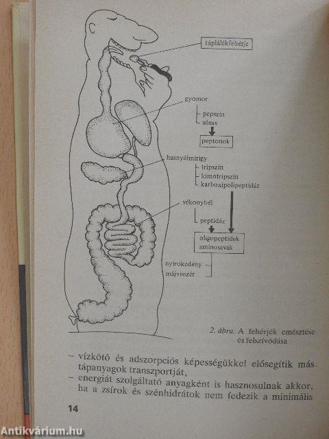 Az éhezéstől az elhízásig