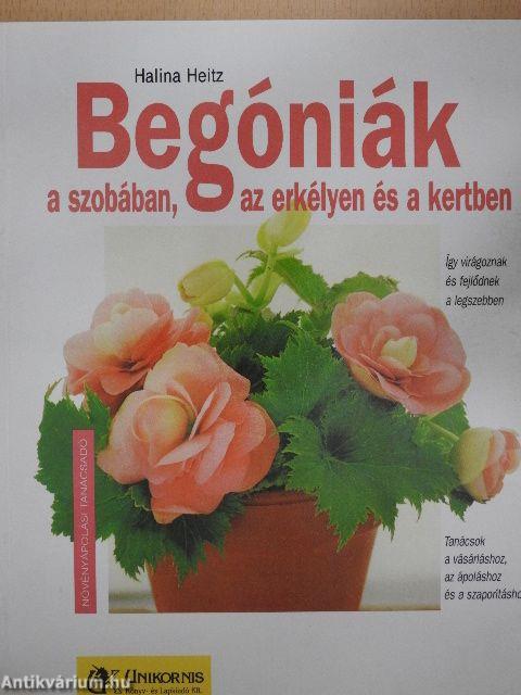 Begóniák a szobában, az erkélyen és a kertben