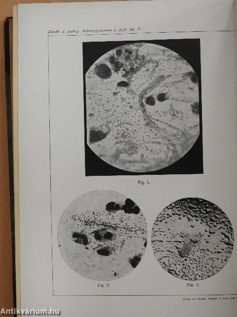 Handbuch der pathogenen Mikroorganismen V/2. (töredék)