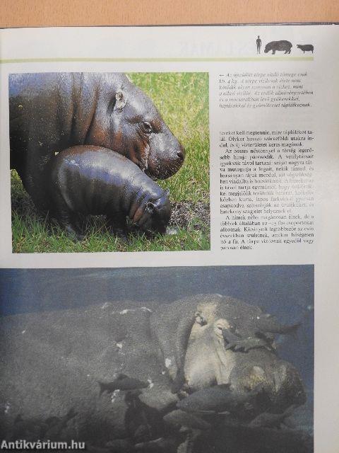 Nagy növényevők