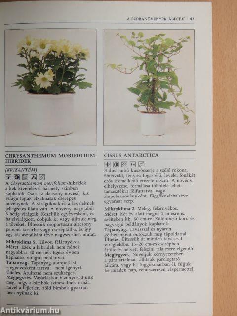 Növények a lakásban