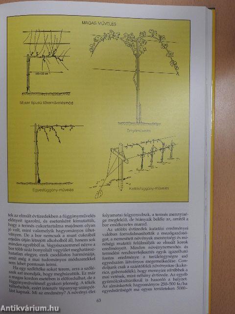 Borok könyve