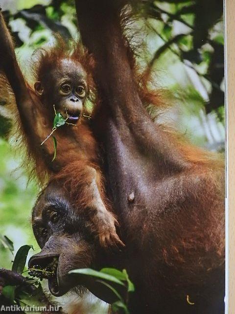 National Geographic Magyarország 2016. december