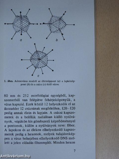 Az adenovírusok pathológiai jelentősége és molekuláris szerkezete