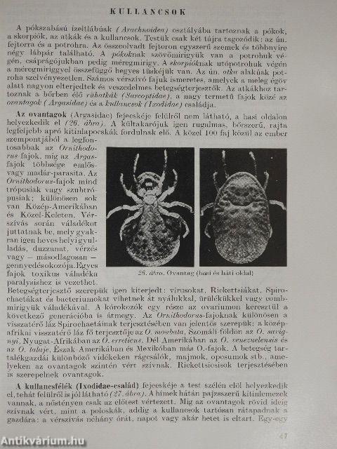 Trópusi betegségek