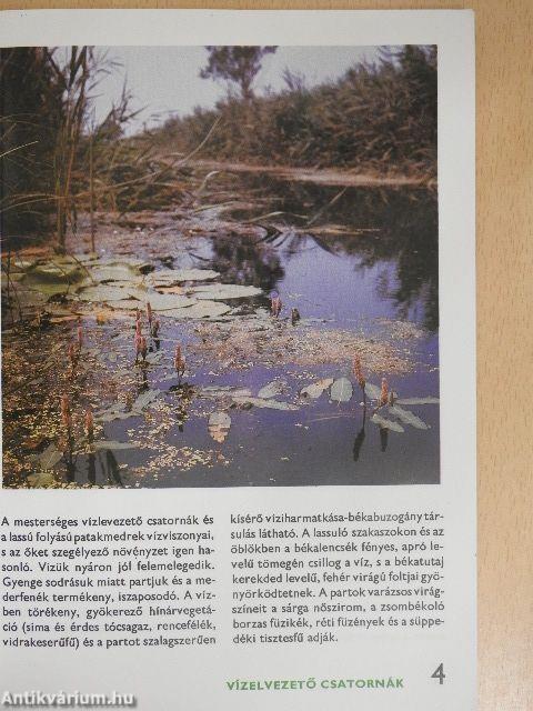 A vízi- és a mocsári növényekről