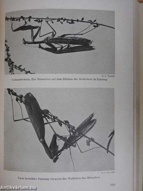Stammesgeschichte der Liebe