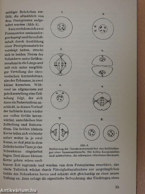 Stammesgeschichte der Liebe