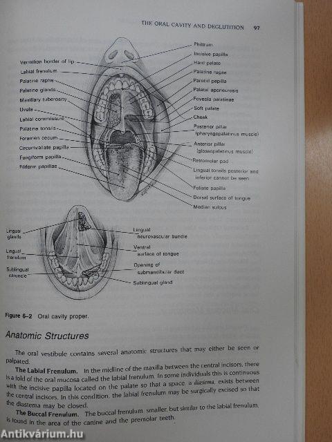 The Anatomical Basis of Dental Hygiene