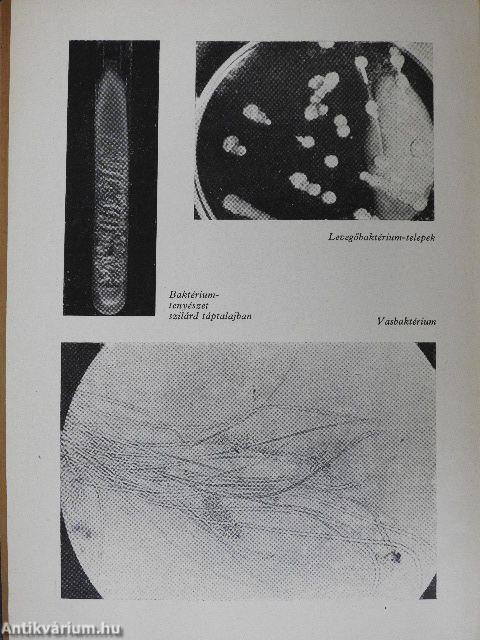 Láthatatlan barátaink és ellenségeink élete