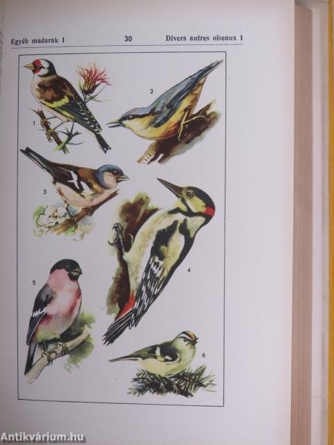 Magyar-francia szemléltető szótár