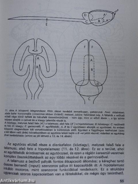 A pszichológia alapkérdései