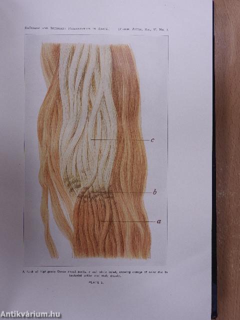 The Philippine Journal of Science 1928. (nem teljes évfolyam)