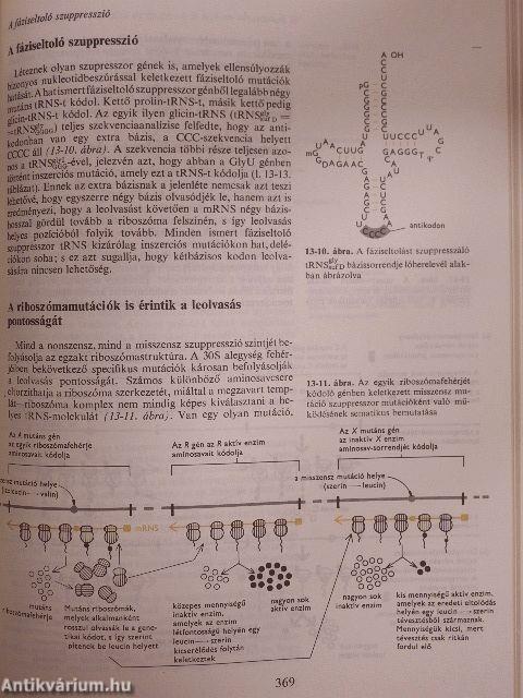 A gén molekuláris biológiája