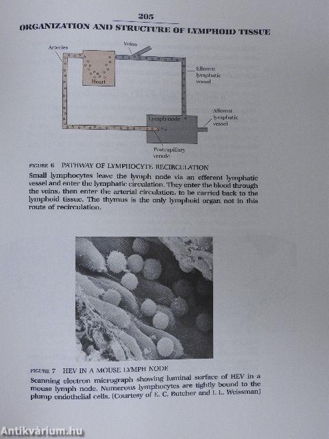 Immunology: A Synthesis