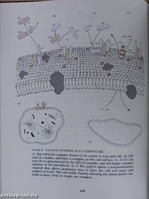 Immunology: A Synthesis