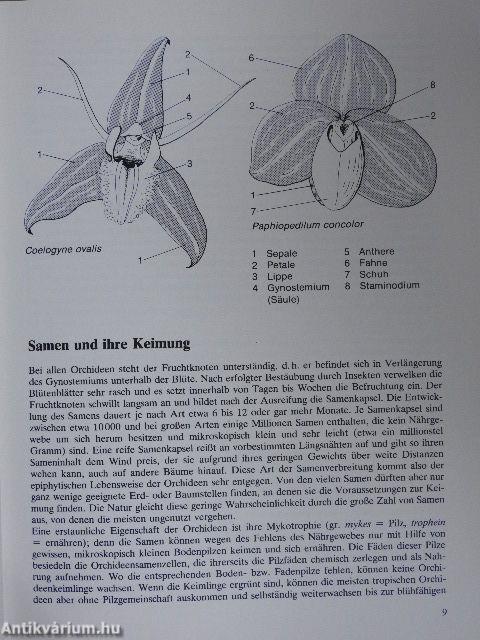 Orchideen