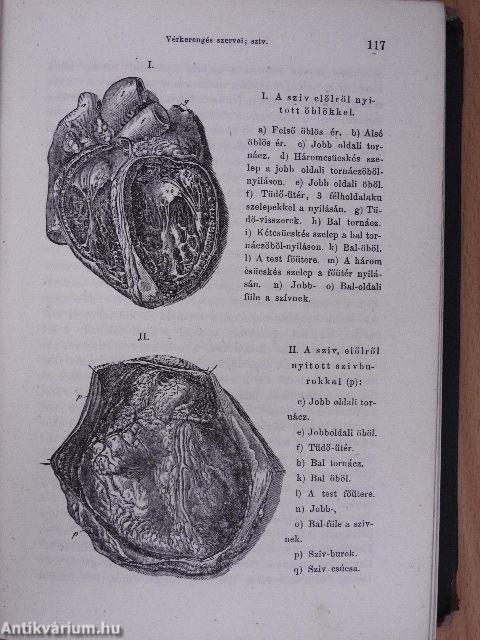 Az egészség négy könyve I-IV.