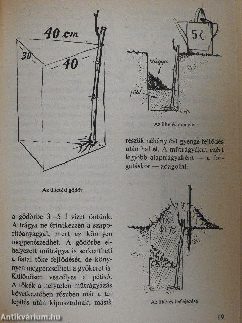 Szőlőlugas