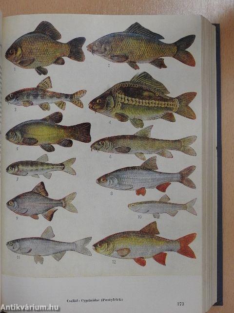 Az akvarista kislexikona