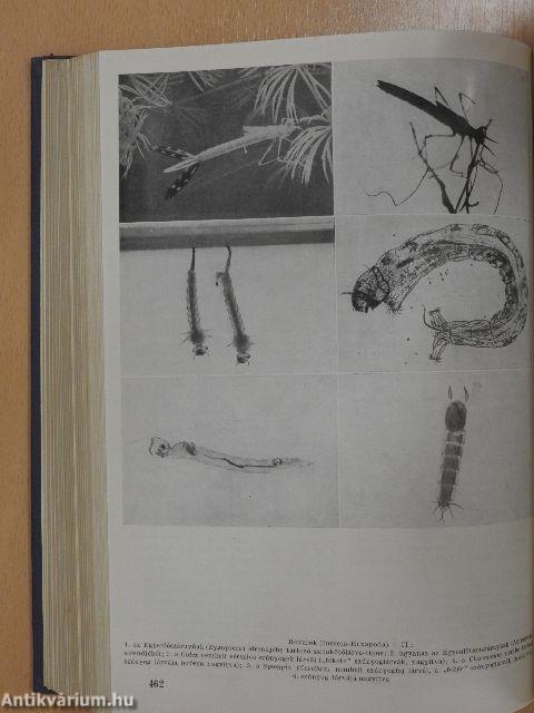 Az akvarista kislexikona