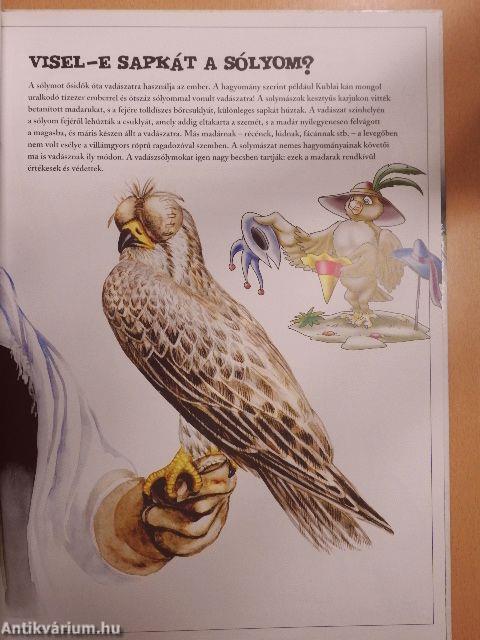 Ablak a világra - A madarak világa