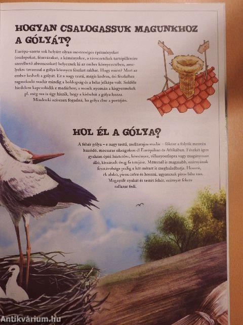 Ablak a világra - A madarak világa