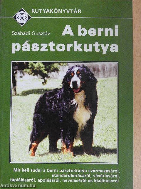 A berni pásztorkutya