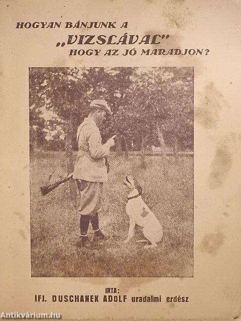 Hogyan bánjunk a vizslával hogy az jó maradjon?