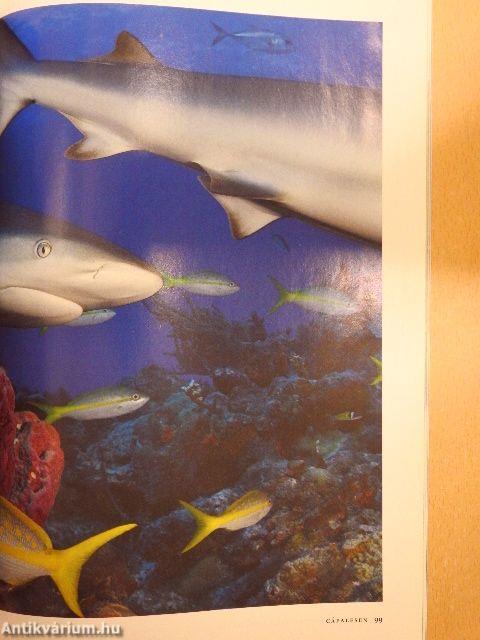 National Geographic Magyarország 2008. május