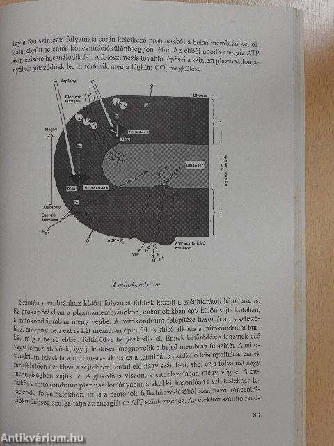 Érettségi, felvételi tételek, témakörök - Biológia