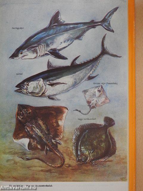 Természettudományi kisenciklopédia