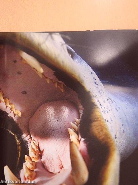 Az év természetfotói 2007