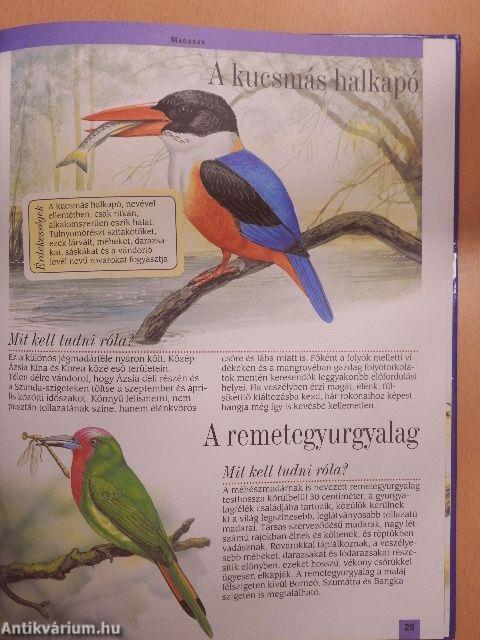 Dél-Ázsia és az Indonéz-szigetek állatvilága