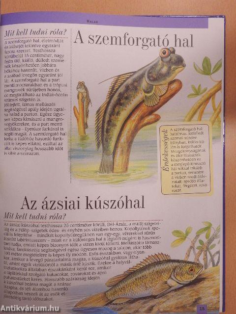 Dél-Ázsia és az Indonéz-szigetek állatvilága