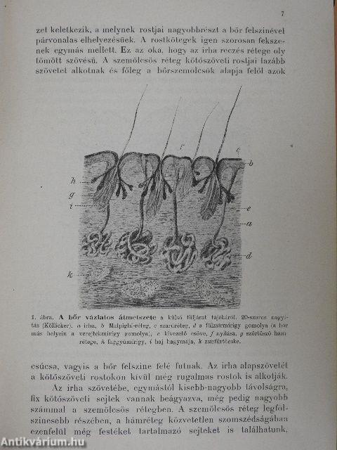 A bőrbetegségek felismerése és gyógyítása